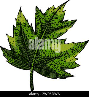 disegna a mano una foglia d'acero verde Illustrazione Vettoriale