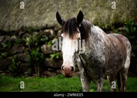 Cavallo al sito archeologico di Tohua Koueva, Nuku Hiva Foto Stock