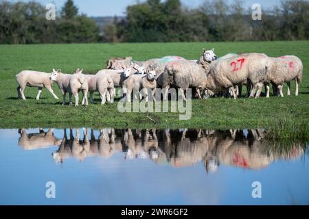 Gregge di pecore commerciali con agnelli Beltex che pascolano su una riva rialzata, riflessi in uno stagno. Shrewsbury, Regno Unito. Foto Stock