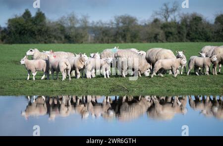 Gregge di pecore commerciali con agnelli Beltex che pascolano su una riva rialzata, riflessi in uno stagno. Shrewsbury, Regno Unito. Foto Stock