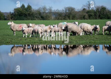 Gregge di pecore commerciali con agnelli Beltex che pascolano su una riva rialzata, riflessi in uno stagno. Shrewsbury, Regno Unito. Foto Stock