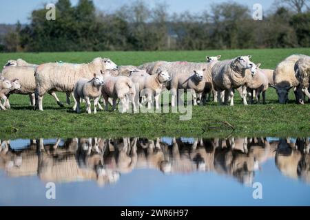 Gregge di pecore commerciali con agnelli Beltex che pascolano su una riva rialzata, riflessi in uno stagno. Shrewsbury, Regno Unito. Foto Stock