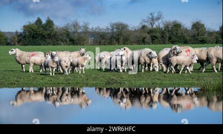 Gregge di pecore commerciali con agnelli Beltex che pascolano su una riva rialzata, riflessi in uno stagno. Shrewsbury, Regno Unito. Foto Stock