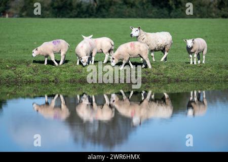 Gregge di pecore commerciali con agnelli Beltex che pascolano su una riva rialzata, riflessi in uno stagno. Shrewsbury, Regno Unito. Foto Stock