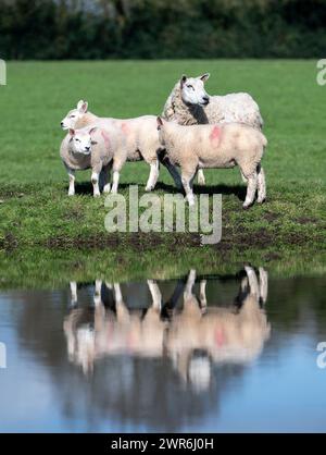 Gregge di pecore commerciali con agnelli Beltex che pascolano su una riva rialzata, riflessi in uno stagno. Shrewsbury, Regno Unito. Foto Stock