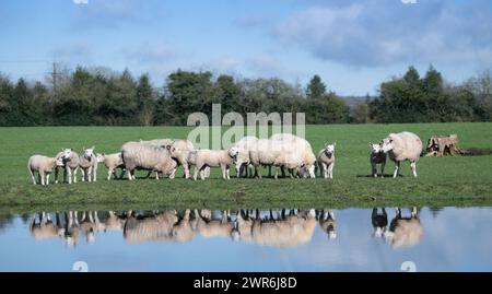Gregge di pecore commerciali con agnelli Beltex che pascolano su una riva rialzata, riflessi in uno stagno. Shrewsbury, Regno Unito. Foto Stock