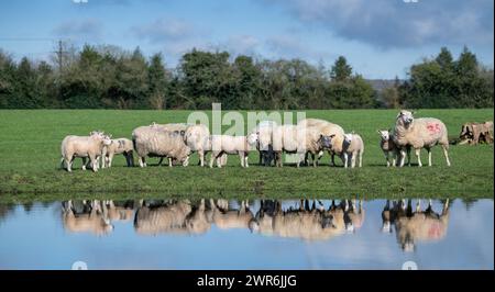 Gregge di pecore commerciali con agnelli Beltex che pascolano su una riva rialzata, riflessi in uno stagno. Shrewsbury, Regno Unito. Foto Stock