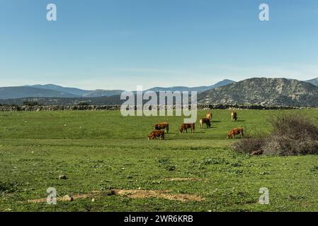 Un branco di mucche della famiglia Lumisina con una catena montuosa dietro il pascolo in un campo Foto Stock