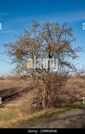 Albero solitario in un campo. Senza fronzoli nel tardo inverno. Macchie gialle di muschio e lichene sui ramoscelli. Cielo blu con nuvole bianche. Lednice, Moravia, Cze Foto Stock