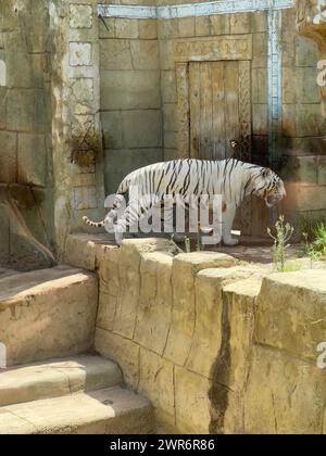 Una tigre bianca passeggiando sui gradini dello zoo Foto Stock