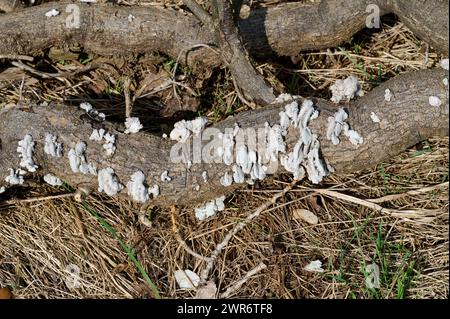 Split Gill fungus resp.Schizophyllum comune su Dead Wood, Renania, Germania Foto Stock