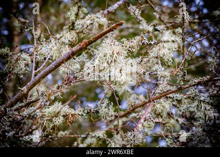 Licheni su alberi soffiati dal vento nel tuo nord-ovest della Danimarca Foto Stock