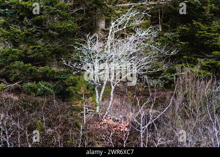 Licheni su alberi soffiati dal vento nel tuo nord-ovest della Danimarca Foto Stock