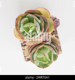 Fiore Echeveria Peach Pride succulento in vaso di plastica bianco su sfondo bianco Foto Stock