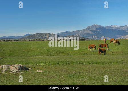 Un campo di erba verde con mucche in classe limousine che pascolano pacificamente Foto Stock