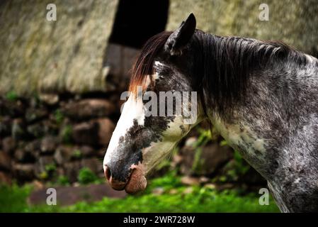 Cavallo al sito archeologico di Tohua Koueva, Nuku Hiva Foto Stock