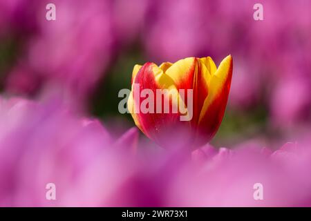 Un singolo tulipano rosso giallo cresce in un campo pieno di tulipani rosa nei Paesi Bassi durante la primavera. Foto Stock