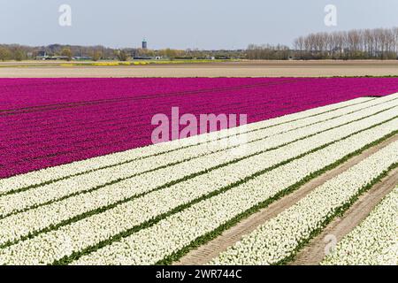 Tulipani in fiore bianchi e viola in un grande campo sull'isola di Goeree-Overflakkee nei Paesi Bassi. Il villaggio di Dirksland è sullo sfondo. Foto Stock