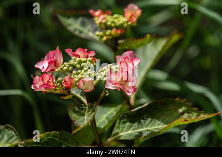 Lacecap Hydrangea. Hydrangea Macrophylla "Love You Kiss". Foto Stock