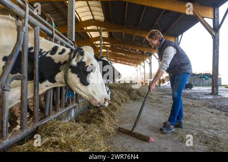 Francia, Indre et Loire, Sonzay, Gautraie farm, famiglia Kuipers, originario dei Paesi Bassi, si stabilì a Sonzay nel 1993. Lì allevano vacche da latte e trasformano parte del latte in burro e gelati Gouda a latte crudo. Foto di Pascal Avenet/ABACAPRESS.COM credito: Abaca Press/Alamy Live News Foto Stock