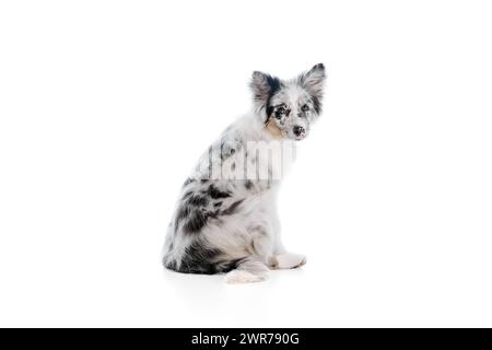 Simpatico, soffice cane da pastore australiano bianco e nero con orecchie perlate si siede su sfondo bianco studio. Animale domestico sembra sano. Foto Stock