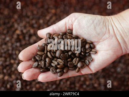 Symbolbild zum Thema Kaffee Hier: Mano mit Kaffeeebohnen *** immagine simbolica sul tema del caffè qui mano con chicchi di caffè Foto Stock