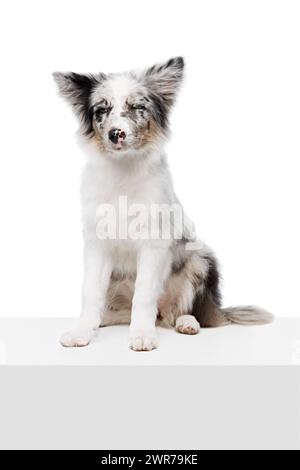 Cucciolo di Collie con bordo di razza cucciolo seduto su un cubo bianco e in posa con un'espressione divertente su sfondo bianco dello studio. Foto Stock