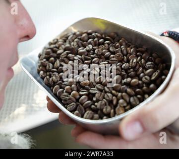 Symbolbild zum Thema Kaffee Hier: Jemand riecht an Kaffeebohnen *** immagine simbolica sul tema del caffè qui qualcuno odora i chicchi di caffè Foto Stock