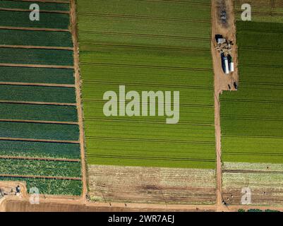 Vista aerea dei campi di frutteto vicino a Camarles (Baix Ebre, Tarragona, Catalogna, Spagna) ESP: Vista aérea de campos de huerta cerca de Camarles (España) Foto Stock