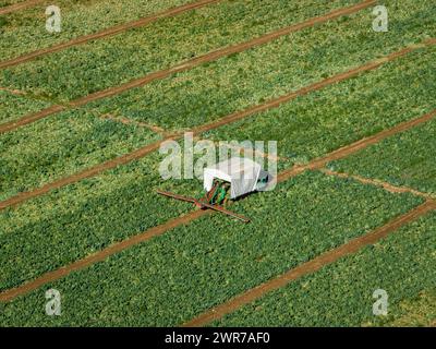 Vista aerea dei campi di frutteto vicino a Camarles (Baix Ebre, Tarragona, Catalogna, Spagna) ESP: Vista aérea de campos de huerta cerca de Camarles (España) Foto Stock