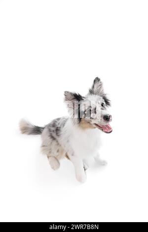 Ritratto dall'alto di un simpatico cane Border Collie con pelliccia marmorizzata su sfondo bianco. Muso sorridente. Foto Stock