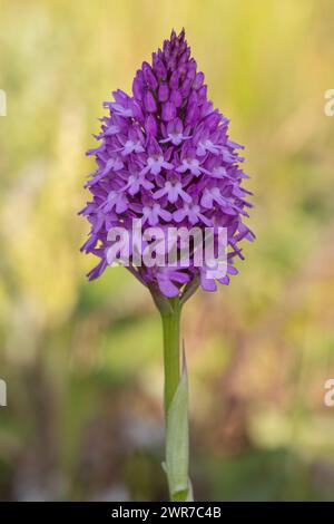 Un'unica Orchidea piramidale- Anacamptis pyramidalis, un'orchidea a forma di piramide rosa brillante in fiore, su sfondo verde. Suffolk, Regno Unito Foto Stock