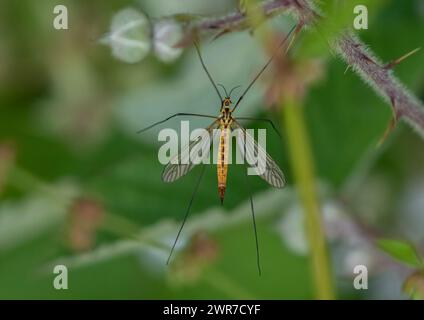 Una Tiger Cranefly (Nephrotoma flavescens) si è appoggiata su un fiore bramble. Mostra il suo caratteristico corpo a righe e le ali trasparenti . Suffolk, Regno Unito. Foto Stock
