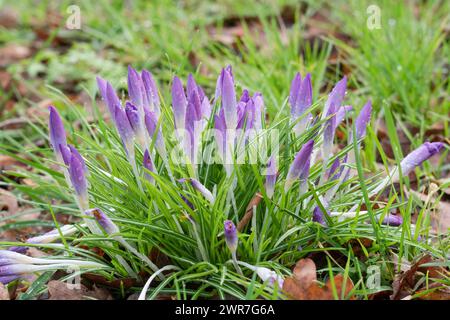Prima Crocus Lilac bellezza dopo le piogge Herefordshire Inghilterra Regno Unito. Febbraio 2024 Foto Stock