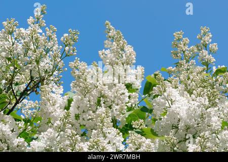 Fiore lilla bianco primaverile sullo sfondo blu del cielo Foto Stock