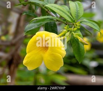 Bel fiore giallo vite tromba d'oro, campana gialla (Allamanda catartica) Foto Stock