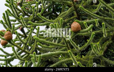 Albero delle scimmie, Araucaria araucana. Proviene dalle Ande in Cile, più specificamente dal Cile meridionale e dalla Patagonia settentrionale Foto Stock