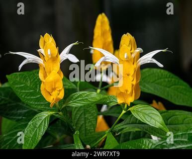 Pianta di gamberetti d'oro (Pachystachys lutea). Chiamato Lollipop pianta anche. Foto Stock