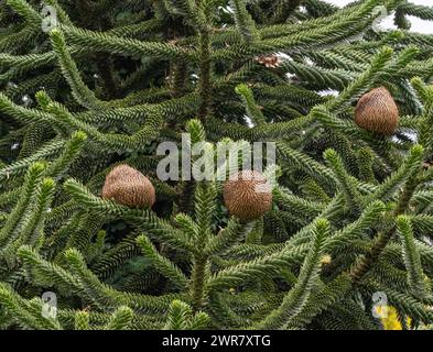 Albero delle scimmie, Araucaria araucana. Proviene dalle Ande in Cile, più specificamente dal Cile meridionale e dalla Patagonia settentrionale Foto Stock