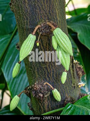 L'albero o cacao (Theobroma cacao) è un albero sempreverde cacao originario dell'America tropicale. Foto Stock