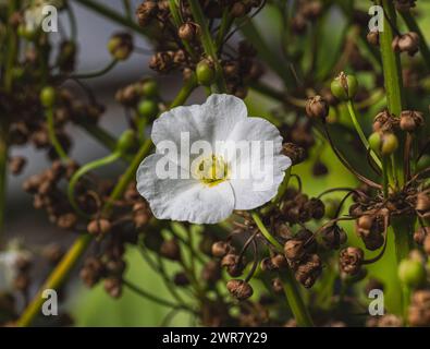 Piccolo e bellissimo fiore bianco di creeping Burhead o Echinodorus Cordifolius è una pianta acquatica Foto Stock