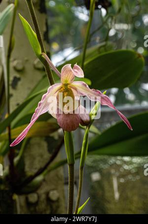 Lady Slipper Paphiopedilum Orchid. Il genere è originario del sud-est asiatico. Foto Stock