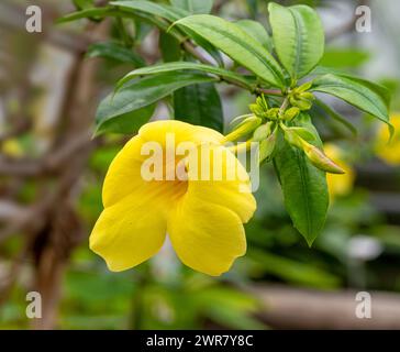 Bel fiore giallo vite tromba d'oro, campana gialla (Allamanda catartica) Foto Stock