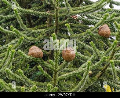 Albero delle scimmie, Araucaria araucana. Proviene dalle Ande in Cile, più specificamente dal Cile meridionale e dalla Patagonia settentrionale Foto Stock