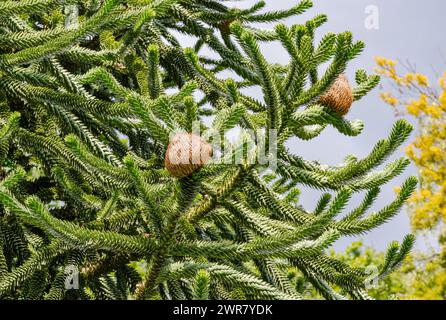 Albero delle scimmie, Araucaria araucana. Proviene dalle Ande in Cile, più specificamente dal Cile meridionale e dalla Patagonia settentrionale Foto Stock