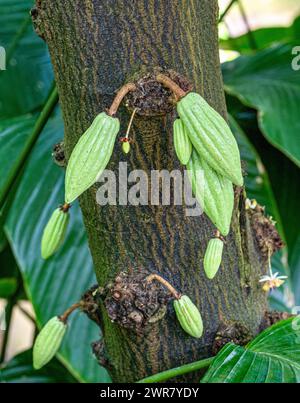 L'albero o cacao (Theobroma cacao) è un albero sempreverde nativo dell'America tropicale. Foto Stock