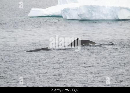 Megattere di balena (Megaptera novaeangliae), porto di Foyn, Baia di Wilhelmina, penisola antartica, gennaio 2024 Foto Stock