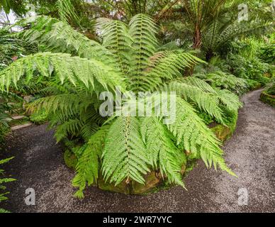 Foglie di felce australiana verde brillante (Dicksonia) Foto Stock