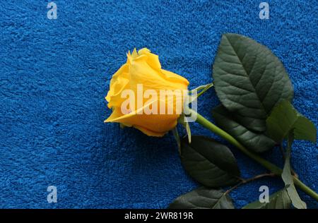 Sfondi di fiori e tessuti. Un gioiello di bellezza con una rosa gialla su Una superficie in tessuto blu Foto Stock