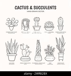 Doodle set di cactus e piante succulente per spazi interni. Raccolta di piante e vasi. Nomi inglesi e scientifici sotto il disegno della pianta. Lineart Illustrazione Vettoriale